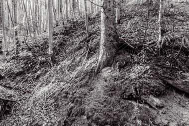 Gün boyunca yosun ve ağaçlarla kaplı bir ormanın güzel bir görüntüsü.