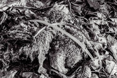 Ölü yaprakların siyah beyaz dokusu