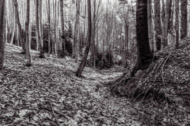 Ormandaki bir ağacın siyah beyaz resmi