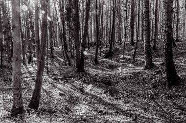 Siyah beyaz bir ormanda karanlık bir orman.