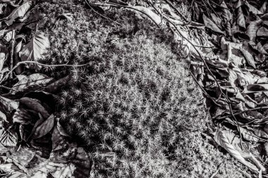 Bahçedeki kaktüsün yakın çekimi.