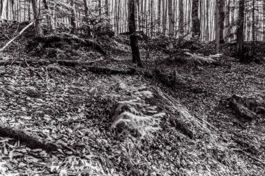 Dağlardaki güzel orman