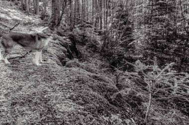 Ormandaki dağ yolunda bir köpek.