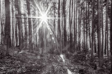 Güneşli bir günde bir çam ormanının siyah ve beyaz görüntüsü