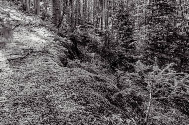 Siyah ve Beyaz Orman