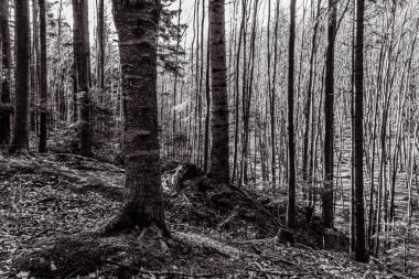 beautiful autumn forest in the carpathians