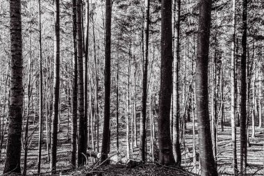 Ormandaki çam ağaçlarının siyah ve beyaz gövdeleri, sonbahar arka planı