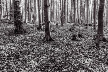 Doğanın güzel manzarası