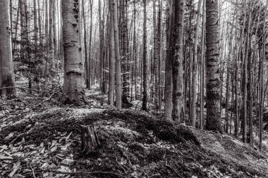 Ormandaki bir ağacın siyah beyaz fotoğrafı.