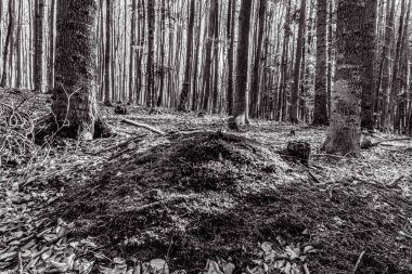 Ormandaki bir ağacın siyah beyaz fotoğrafı.