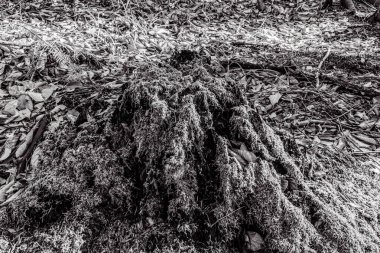 Yerdeki ağaç kökleri