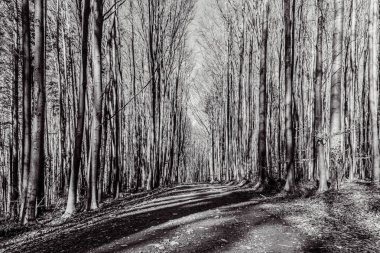 Orman yolunun güzel bir görüntüsü.