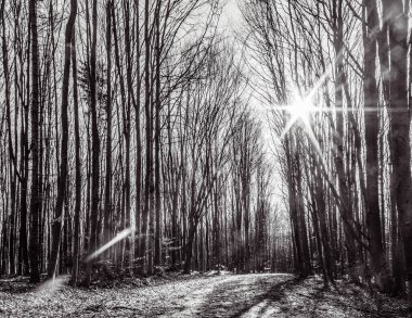 Ormanın sonbaharda çekilmiş siyah beyaz fotoğrafı..