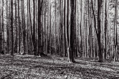 Dağlardaki güzel orman