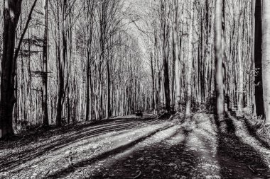 Kış ormanları, ağaçlar ve kışın parkta kar.