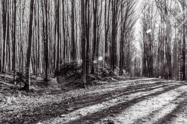 Ağaçlar ve karlı kış ormanı