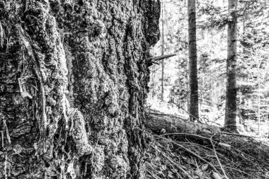 Ormanda, yosunlarda ve yosunlarda bir ağaç gövdesinin siyah beyaz fotoğrafı