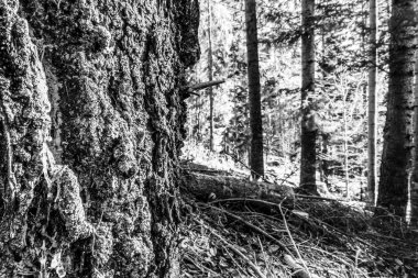 Ormandaki güzel bir ağaç görüntüsü.