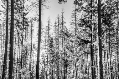 Ağaçları ve ağaçları olan siyah beyaz bir orman.