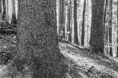 Bir sürü karlı ağaç gövdesinin siyah beyaz fotoğrafı.