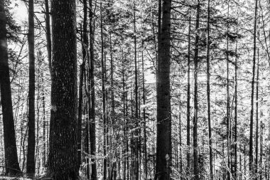 Ormandaki bir ağacın siyah beyaz fotoğrafı.