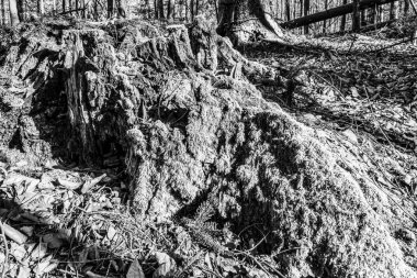 Eski bir ağacın siyah beyaz fotoğrafı.