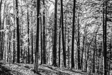 Czech Cumhuriyeti 'nin dağlarındaki güzel orman. Doğa ve seyahat