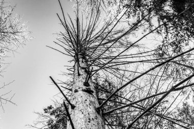 Ormandaki bir ağacın siyah beyaz fotoğrafı.