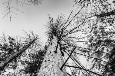 Ağaç dalları, doğa bitki örtüsü.