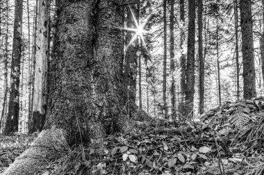 Ormandaki güzel doğa.