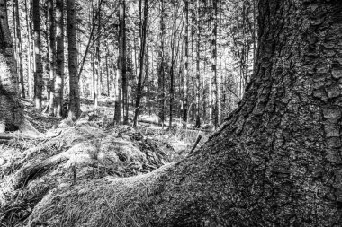 Ormandaki bir çam ağacının dikey görüntüsü.