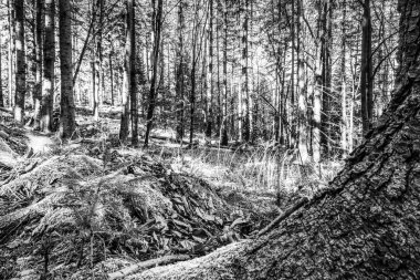 Siyah ve Beyaz Orman