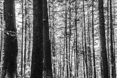 Dağlardaki güzel orman