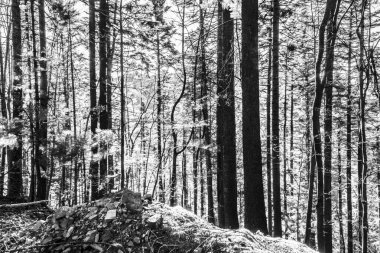 Sonbaharda ormandaki çam ağaçlarının siyah beyaz fotoğrafı..