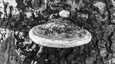 Bir ağaç kabuğuna yakın.