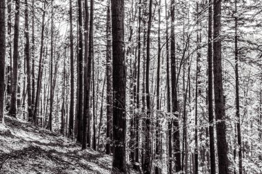 Ormandaki uzun bir ağacın gri tonlu görüntüsü.