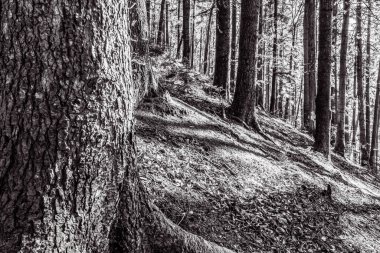 Eski ağacın güzel manzarası.