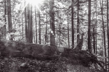 Ormandaki ağaç gövdesi