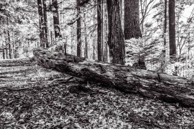 Arkasında bir ağaç olan güzel bir ormanın siyah beyaz fotoğrafı.