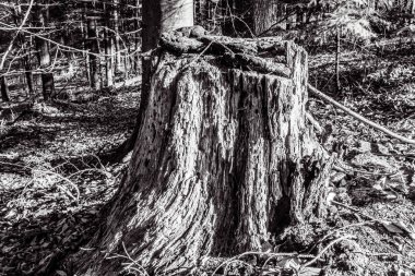 Ormandaki ağaç gövdesinin siyah beyaz fotoğrafı