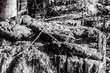 Ormandaki bir ağacın siyah beyaz fotoğrafı.