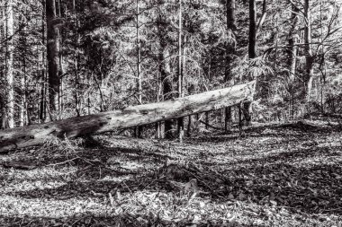 Ormandaki eski tahta kütük