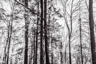 Ağaçlar ve karla kaplı kış ormanı. siyah ve beyaz