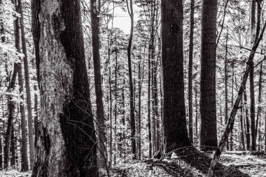 Siyah ve Beyaz Orman