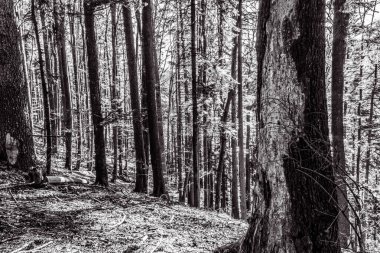 Ağaçlı bir ormanın siyah beyaz fotoğrafı.