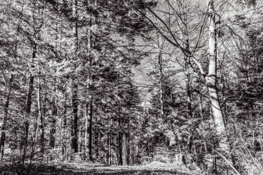 Sonbaharda güzel bir orman Siyah ve beyaz