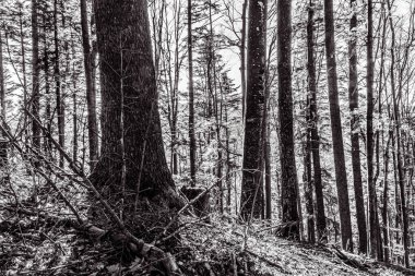 Ormandaki bir ormanın siyah beyaz fotoğrafı