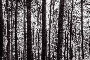 Çam ormanının kışın çekilmiş siyah beyaz fotoğrafı.