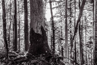 Ormanda ağaç gövdesi