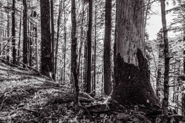 Güzel siyah beyaz orman